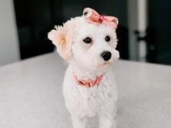 Dog Collar - Dolce Rose -Furfinity Cheap Shop image3