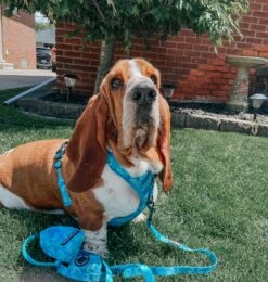 Dog Leash - Tropical Tides -Furfinity Cheap Shop imchuckbasset 1 0d0e0649 d933 4c43 aa9e 5bf9386c16d0