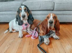 Dog Waste Bag Holder - Whole Milk -Furfinity Cheap Shop imchuckbasset 1 35c6c51e 4cfd 4bae aa5e a0b1cbe9f8dd 2