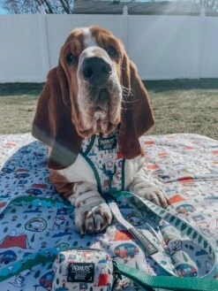 Dog Picnic Blanket - Peanuts™ Beagle Scouts -Furfinity Cheap Shop imchuckbasset 1 7fed3e05 60b2 4e5a 83f5 6fbccf7d16bb
