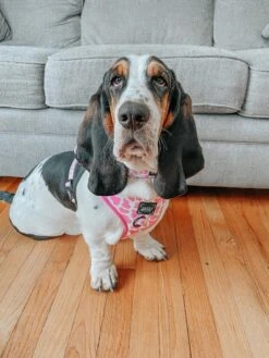 Dog Adjustable Harness - Strawberry Milk 27 Dog Adjustable Harness - Strawberry Milk -Furfinity Cheap Shop imchuckbasset 2 ab4a7fd2 e085 42fe 9cc1 dc1805d4c91e 2