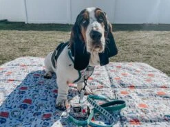 Dog Waste Bag Holder - Peanuts™ Beagle Scouts -Furfinity Cheap Shop imchuckbasset 2 eccbe42f 5d9e 4998 8e02 1377a22798c1