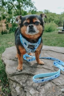 Dog Leash - Berry Sassy -Furfinity Cheap Shop itismealexp 1