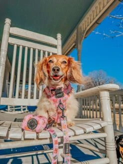 Dog Two Piece Bundle - Out Of Office -Furfinity Cheap Shop itshardbeingchula 1 aaf49b71 7188 4c55 9a4a cfd571641482