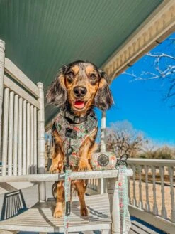 Dog Waste Bag Holder - Shrooms & Blooms -Furfinity Cheap Shop itshardbeingchula 4 4b16c87e a083 44b6 adce ee1c7d40bcb0