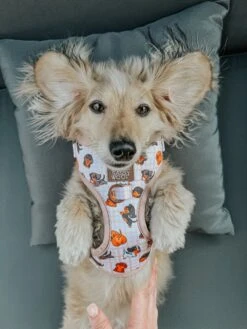 Dog Two Piece Bundle - Weens Club -Furfinity Cheap Shop itslucythedoxie 1 f0363cd7 1f5a 45dc af8b 1d4437b14a15