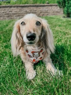 Dog Adjustable Harness - Weens Club -Furfinity Cheap Shop itslucythedoxie 2 19fc3f0e 8a1a 4c17 9ba9 bd00b31edb13