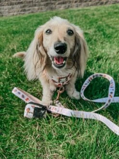 Dog Leash - Weens Club -Furfinity Cheap Shop itslucythedoxie 3 b7b7c955 17d5 4f0a 81dc 85afa677fe0b