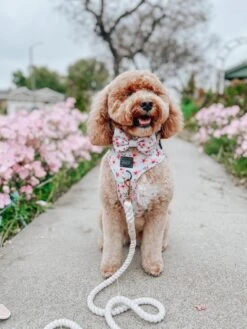 Dog Rope Leash - Dove -Furfinity Cheap Shop itsmewillow 90b28cfd 8c16 4ad2 b2d3 d5b79f967889