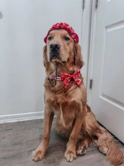 Dog Sailor Bow - Disney's 101 Dalmatians -Furfinity Cheap Shop itsrockymountains 1 ff283c1e 1f23 493b bfcd 5cbce3f579f3