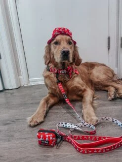 Dog Three Piece Bundle - Disney's 101 Dalmatians -Furfinity Cheap Shop itsrockymountains 2