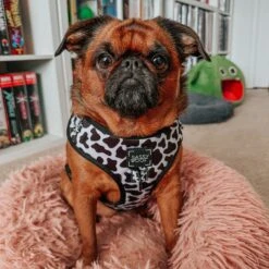 Dog Adjustable Harness - Whole Milk -Furfinity Cheap Shop itstulipthegriff S