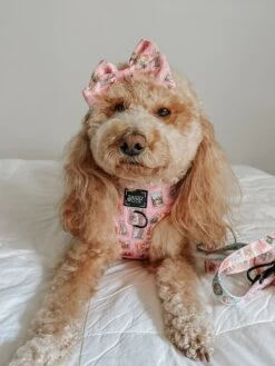 Dog Adjustable Harness - Out Of Office -Furfinity Cheap Shop izzyinadmo 1