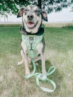 Dog Reversible Harness - Serving Up Sass -Furfinity Cheap Shop jayceowenheathermarie 1 1d50839a ee57 4829 808b d0f44123a8e5