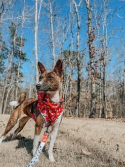 Dog Sailor Bow - Disney's 101 Dalmatians -Furfinity Cheap Shop katana the basenji 4