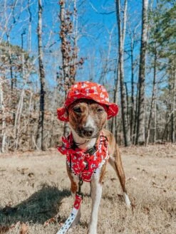 Dog Bucket Hat - Disney's 101 Dalmatians -Furfinity Cheap Shop katana the basenji 7