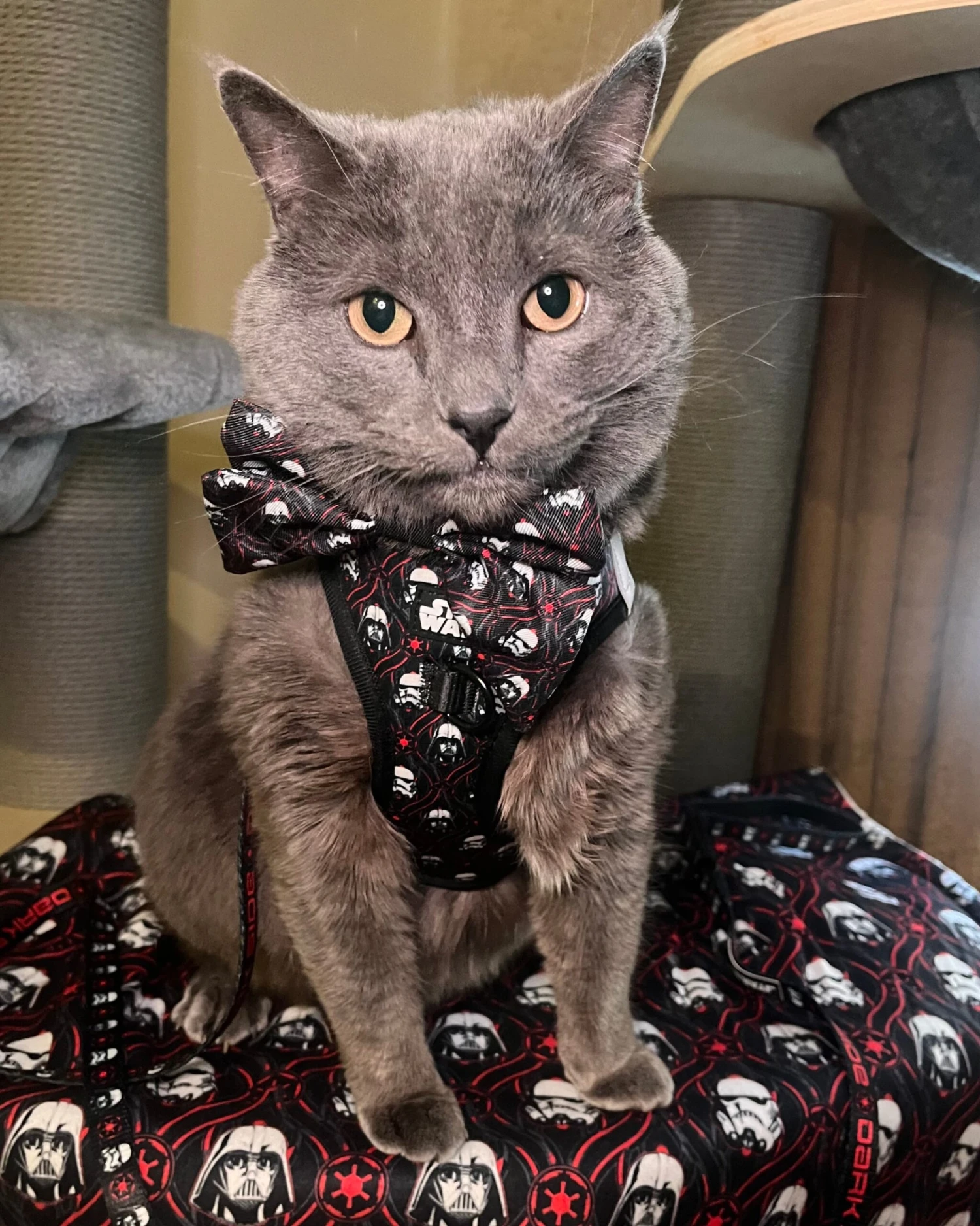Cat Step-In Harness - STAR WARS™ The Dark Side 7 Cat Step-In Harness - STAR WARS™ The Dark Side - Image 5