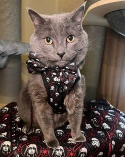 Cat Collar - STAR WARS™ The Dark Side -Furfinity Cheap Shop kitty kovu 1 a0d9131c e010 448c 83bc 597bc3c972e7