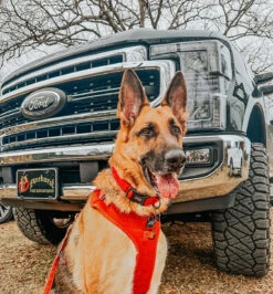 Dog Two Piece Bundle - Foxy -Furfinity Cheap Shop kona 2 1