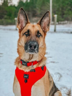 Dog Collar - Neon Red -Furfinity Cheap Shop kona 4