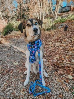 Dog Waste Bag Holder - Blue's Clues™ -Furfinity Cheap Shop kona the coffeebean 1 a721aa6f bb80 4e17 8e4e d262a6717b67