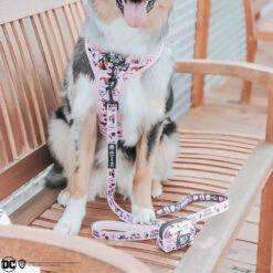 Dog Four Piece Bundle - Harley Quinn™ -Furfinity Cheap Shop koratheexplorinauss 2