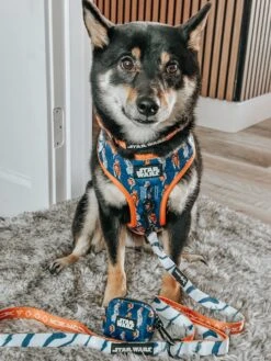 Dog Three Piece Bundle - STAR WARS™ Ahsoka -Furfinity Cheap Shop korrasweetbean 1 7a76d962 72b0 4dd8 a23c c37b9c79d14a