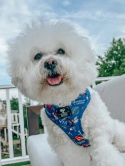 Dog Four Piece Bundle - Superman™ & Krypto™ -Furfinity Cheap Shop krispykreme2023 2 de08cad7 e09a 42fb b234 2c3340e84764