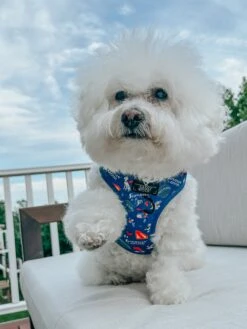 Dog Two Piece Bundle - Superman™ & Krypto™ -Furfinity Cheap Shop krispykreme2023 4