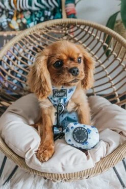 Dog Waste Bag Holder - Berry Sassy -Furfinity Cheap Shop ladyemmaofashburn