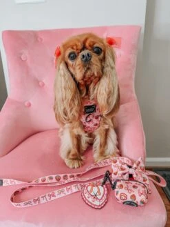 Dog Adjustable Harness - Sweet Treats -Furfinity Cheap Shop ladyemmaofashburn 2 5700b755 37cb 4721 97e7 21cc4ff8f6a4