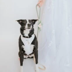 Dog Leash Flower Accessory -Furfinity Cheap Shop leash attatchment wedding 3