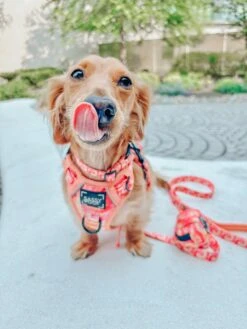 Dog Four Piece Bundle - Summer Sorbet -Furfinity Cheap Shop leotheweenie XS 1bb092d4 1f29 4f23 a610 ccde9f7b8a38