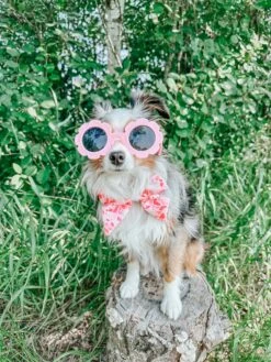 Dog Sailor Bow - Mykonos -Furfinity Cheap Shop lexi the toy aussie 2021 2