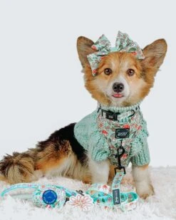 Dog Collar - Shrooms & Blooms 19 Dog Collar - Shrooms & Blooms -Furfinity Cheap Shop liberace minipig divadude 1 349c5298 b0d9 4a5c 937d 400d5c3aea26