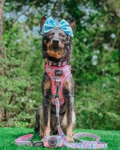 Dog Step-in Harness - Good Vibes -Furfinity Cheap Shop liberace minipig divadude 2 55cdb712 1fb3 4823 a401 f4445020413a