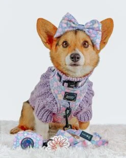 Dog Sailor Bow - Fleur De Sass -Furfinity Cheap Shop liberace minipig divadude 3 a301278e 53be 411d 9b98 1891501e547f