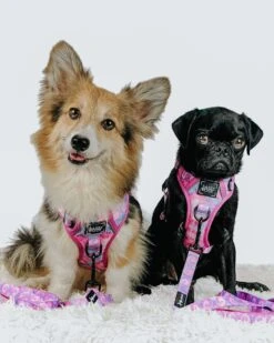 Dog Four Piece Bundle - Purple Haze -Furfinity Cheap Shop liberace minipig divadude 3 f8c14a08 ee73 4575 b712 f6fdc6cf869e