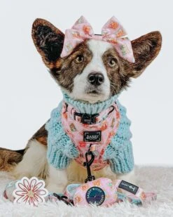 Dog Collar - Out Of Office 19 Dog Collar - Out Of Office -Furfinity Cheap Shop liberace minipig divadude 4 ab9c55e8 6293 486d b028 6e659492ddfe