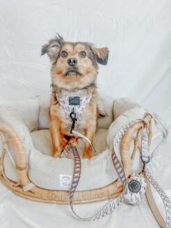 Dog Leash - Spill The Tea -Furfinity Cheap Shop life as chanel 2 d67b9301 4c77 424d aaed cc5215f15b1e