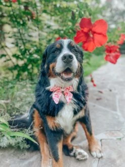 Dog Sailor Bow - Mykonos -Furfinity Cheap Shop light up the night berner 3