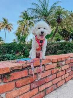 Dog Two Piece Bundle - Bikini Bod -Furfinity Cheap Shop lil coco star 2 1484263b 5a5b 439c be3a eed8df421c47