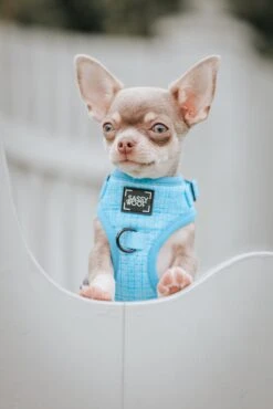 Dog Adjustable Harness - Blumond -Furfinity Cheap Shop lil pippen