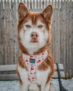 Dog Four Piece Bundle - P.S. I Woof You -Furfinity Cheap Shop lilly clover husky 2 3a544b8b 86f7 4d36 9e47 84b9335acc9e