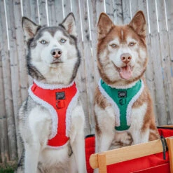 Dog Two Piece Bundle - Nice -Furfinity Cheap Shop lilly clover husky 2 aceace5b 96ff 4512 9a94 64c51f78b061