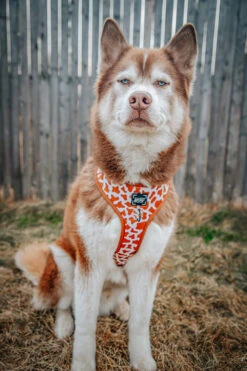 Dog Two Piece Bundle - Chocolate Milk -Furfinity Cheap Shop lilly clover husky 2 db2fd2a1 0a4f 43fa bd8c e519c31a67bb