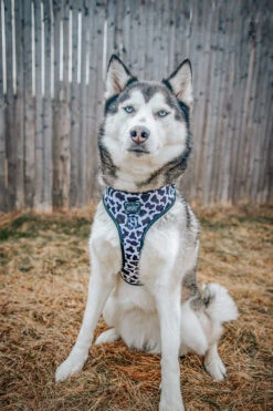 Dog Adjustable Harness - Whole Milk -Furfinity Cheap Shop lilly clover husky 3 35c4c0d1 797b 44bf b77c 75e9c6743052 1