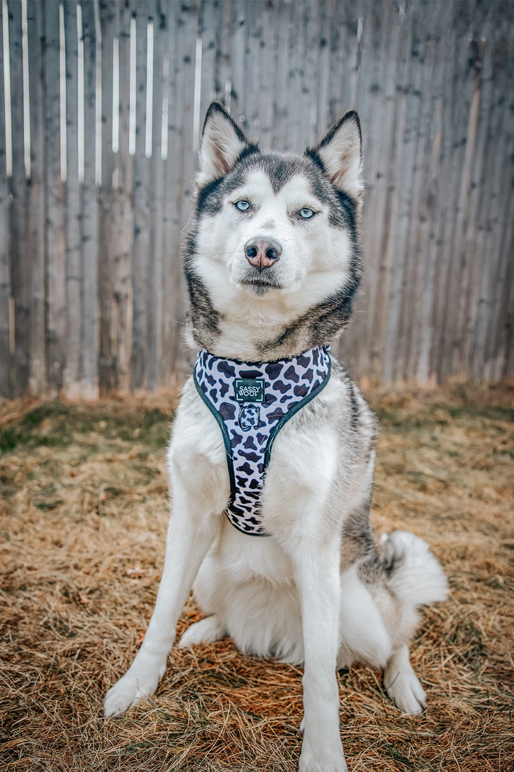 Dog Two Piece Bundle - Whole Milk 15 Dog Two Piece Bundle - Whole Milk - Image 13