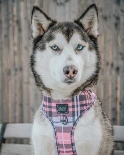 Dog Two Piece Bundle - Pawberry -Furfinity Cheap Shop lilly clover husky bef7f617 a991 4dc9 8f0d 838b3a939730