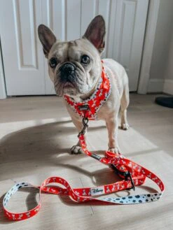 Dog Waste Bag Holder - Disney's 101 Dalmatians -Furfinity Cheap Shop lillymoonfrenchie 1